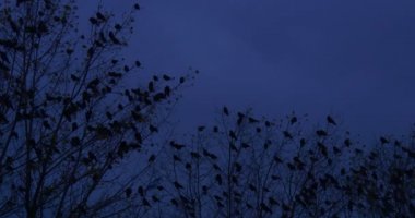 Akşam Güzel Sonbahar Manzara Colorful Cloudscape Kuru Yapraklar Kuşlar Alacakaranlıkta Uçan Bir Ağaçlar ve Çalılar Siluetler Mavi Gökyüzü Üzerinde Kargalar Kuşlar