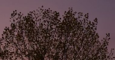 Ağaç Taç Siluet Rüzgar Menekşe Gökyüzü Akşam Kuru Yapraklar Bir Dallar Güzel Sonbahar Manzara Cloudscape Doğa Kuru Yapraklar Alacakaranlıkta Sallanan