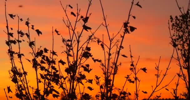 木の枝のシルエットは、風の夕焼けピンク黄色の空の夕方美しい秋の風景カラフルな雲景乾燥葉が飛んでいるで揺れるシルエット — ストック動画