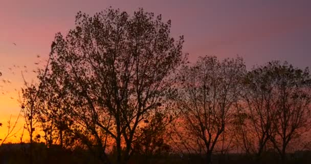 Las siluetas de los pájaros vuelan desde los arbustos siluetas amarillo ocaso rosa y violeta cielo noche hermoso otoño paisaje colorido nubes hojas secas — Vídeos de Stock