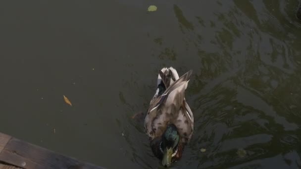 Две кряквы, дикие утки, плывут близко к деревянному пирсу — стоковое видео