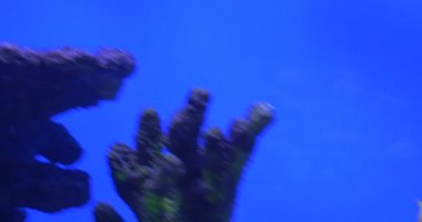 Bluefaced Angel, Tarçın Clownfish ve Naso Vlamingii