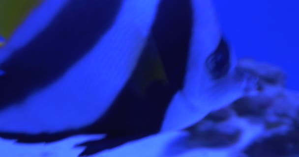 Corail de Pennant, Heniochus Acuminatus, Bannière à longues nageoires, Cocher, Poissons et Acanthurus Leucosternon, Poissons tropicaux 