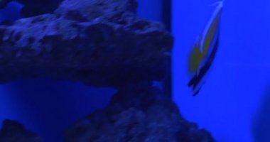 Flama Coralfish, Heniochus Acuminatus, Longfin Bannerfish, mercanlar arasında arabacı