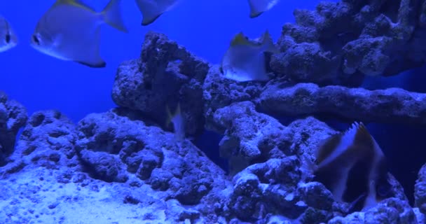 Trachinotus Blochii, zwarte en gele vis op achtergrond — Stockvideo