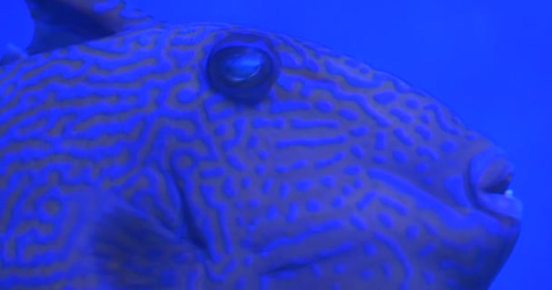 Aluterus Scriptus, Scrawled Filefish, Closeup — Stock Video