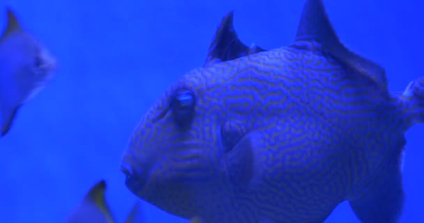 Aluterus Scriptus, Acanthostracion Filefish, close-up en Monodactylus Argenteus, vissen — Stockvideo