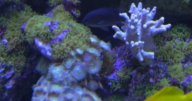 Mercan, sallanan mercan, Zebrasoma Flavescens, balıklar Feeeding vardır