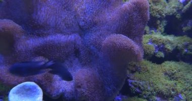 Sarcophyton, mantar mercan, Paramuricea, Zebrasoma Flavescens, Siganus Uspi, iki olduğunu,