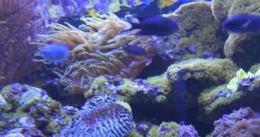 Sinularia, sulu yüzey ' in altında siyah küçük balıklar