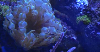 Entacmaea Quadricolor, Bubble-ipucu Anemone, Paramuricea, mercan, su altında sallanan