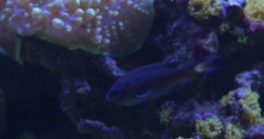 KromDimidiata Ve Mercanlar, Catalaphyllia, Sinularia, Kabarcıklar ile Terk Şekilli Mercan