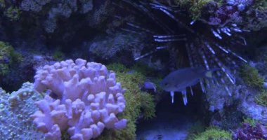 Nemateleotris Magnifica Ve KromDimidiata, Balıklar, Mercanlar