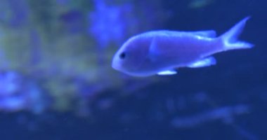 Yeşil Kromlar, Chromis Viridis, İki Balık Lar Yüzüyor