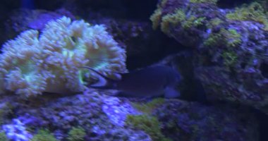 Krom Dimidiata, Chocolatedip Chromis, Mercanlar Arasında, Anemona