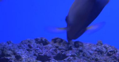 Surgeonfish, Acanthurus, Closeup, Besleme, Mercan yeme