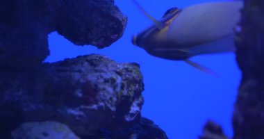 Cerrahbalığı, Acanthurus, Besleme, Mercan yeme