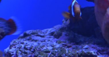 Tarçın Clownfish, Amphiprion Melanopus Flossil Corals arasında Yüzme olduğunu