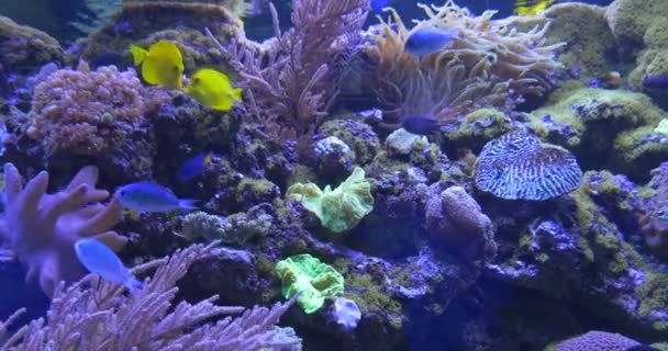 Blue And Yellow Fishes, Chrysiptera Parasema, Zebrasoma Flavescens, Among Sinularia, Paramuricea, Corals — Stock Video