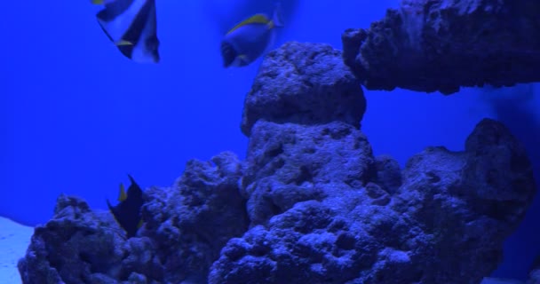 Penitente Coralfish, Heniochus Acuminatus, Longfin Bannerfish, Coachman y Arusetta Asfur — Vídeos de Stock