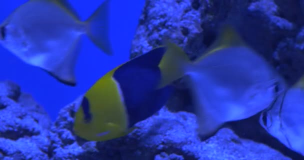 Trachinotus Blochii och svart och gul fisk, bland Flossil koraller — Stockvideo
