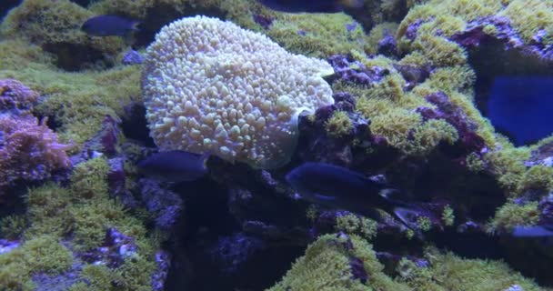 Chromis Dimidiata en Chrysiptera Parasema, vissen, koralen, Catalaphyllia, Sinularia, verlof-vormige koraal met bubbels — Stockvideo