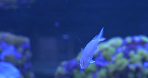 Grön chromis, Chromis viridis på koraller — Stockvideo