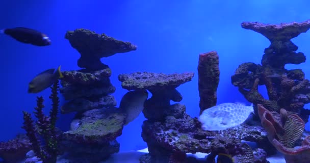 鱼在水族馆， 蓝脸天使， 阿坎图鲁斯·卢科斯特龙， 小丑科里斯， 玻璃后面， 手机 — 图库视频影像