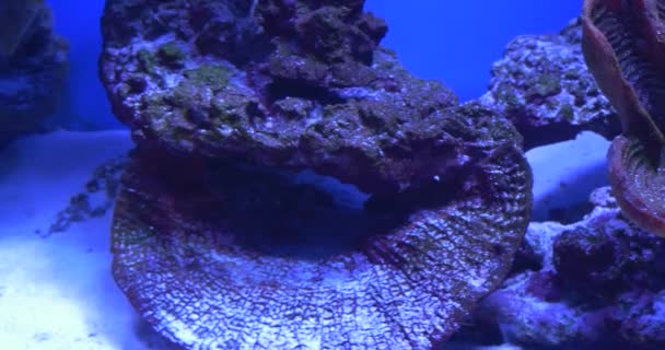 Tarçın palyaço balığı , Amphiprion melanopus, — Stok video