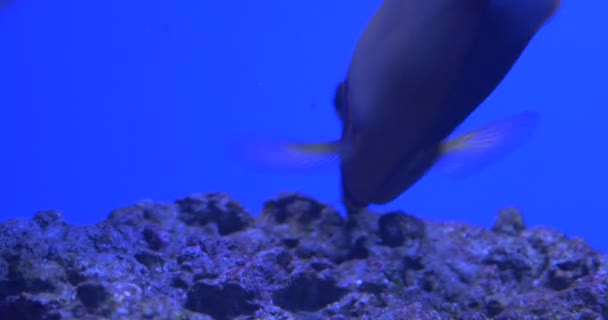 Surgeonfish, Acanthurus, Closeup, Feeding, Eating The Corals — Stock Video