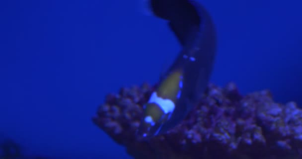 Clown Coris, Coris Aygula Gros plans, Fond sablonneux, Queue de Monacanthus Chinensis 