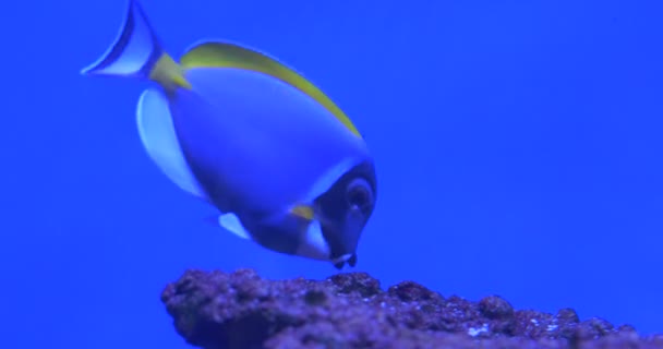 Acanthurus Leucosternon je plavání, stravování korálů — Stock video