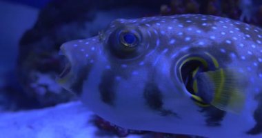 White-Spotted Puffer, Arothron Hispidus, Closeup, Trachinotus Blochii