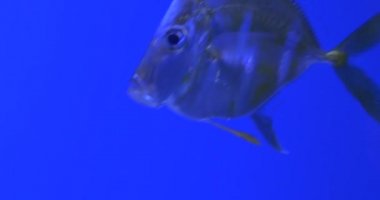 Selene Vomer, Balıklar Closeup, Ve Trachinotus Blochii, Yüzen, Akvaryum