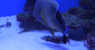 Kuran Angelfish,Pomacanthus Semicirculatus,Benekli Mavi Ve Sarı Balık Closeup,Symphorichthys spilurus