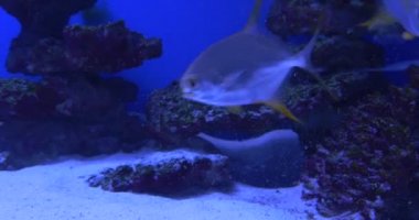 Diş Ipi Mercanlar arasında Trachinotus Blochii, Taşlar, Mavi Benekli Balık, Kuran Angelfish, Pomacanthus Semicirculatus, Closeup