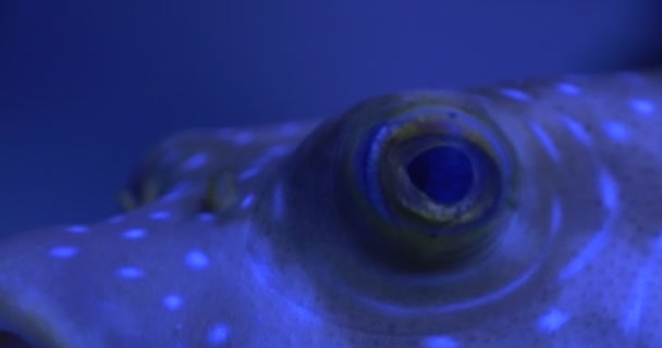 White-Spotted Puffer, Arothron Hispidus Eye, Open Mouth Closeup — Stock video