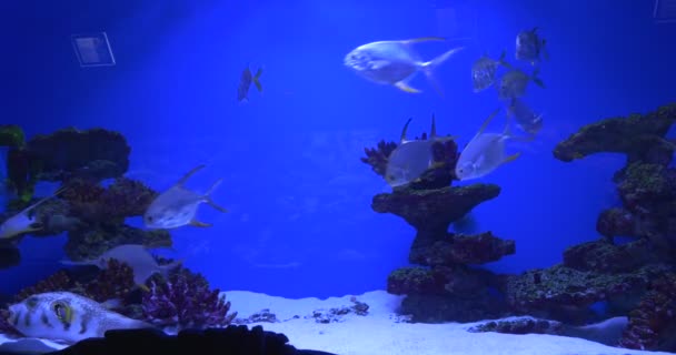 Escuela de Peces, Trachinotus Blochii, Arothron Hispidus en el fondo — Vídeos de Stock