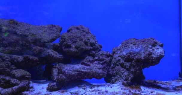 Niebieska i żółta ryba, żółta tailed Fish, Flossil Coral Reef, małe ryby — Wideo stockowe