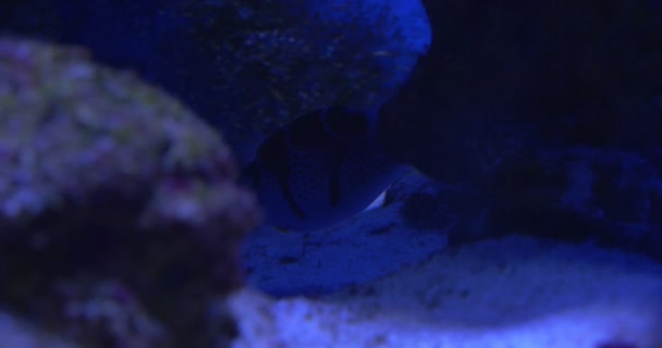 Silhouette de poisson dans la grotte de Flossil Coral Reef — Video