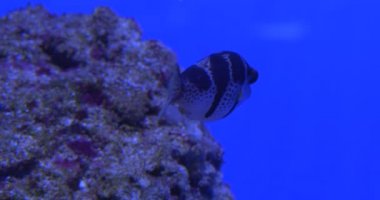 Valentinni's Sharpnose Puffer, Canthigaster Valentini, Taşların Arkasında Yüzme