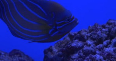 Çizgili Balık, Mavi Halka Angelfish, Pomacanthus Annularis, Flossil Corals