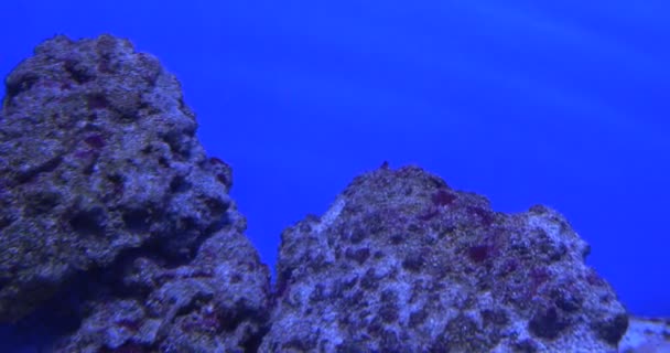 Aluterus Scriptus, Scrawled Filefish, Broomtail Filefish, and Blue-Face Angel, Euxiphipops Xanthometapon, Swimming, Stones — Stock Video