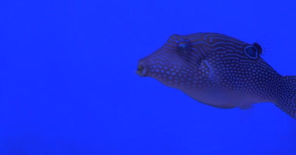 Mavi Yüz Angel, Euxiphipops Xanthometapon, Balık Closeup, Aluterus Scriptus, Süpürge Filefish, Karaparalı Leatherjacket — Stok video