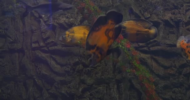 Astronotus Ocellatus, Oscar, e tubarões pequenos, fundo pedregoso — Vídeo de Stock