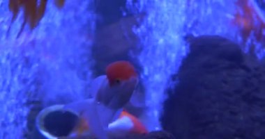 Japon balığı, Carassius Auratus, Kızıl Kafa Closeup ile Balık, Goldfishes, Bubbles