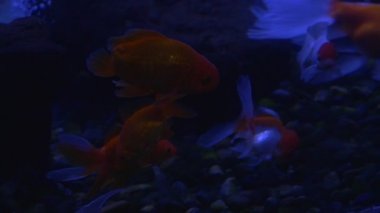Goldfishes, Carassius Auratus, Taşlı Alt, Hava Kabarcıklar, Yavaş Hareket at