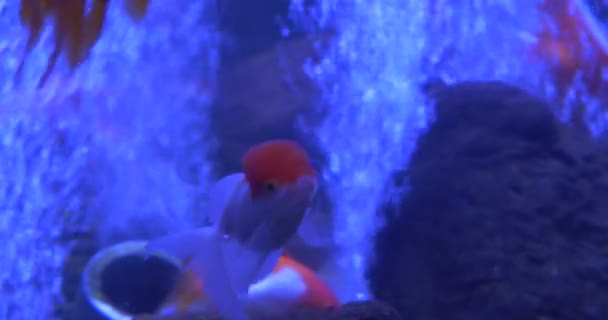 Guldfisk, Carassius auratus, fisk med rött huvud närbild, goldfishes, bubblor — Stockvideo