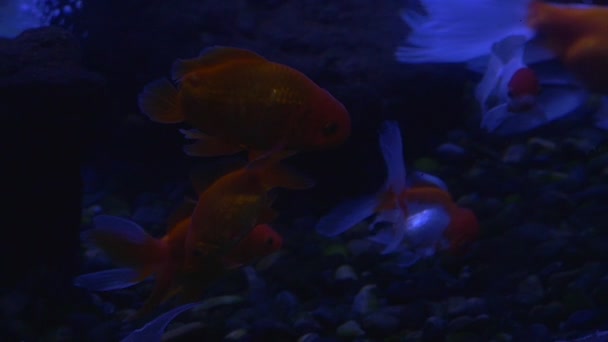 Peces dorados, Carassius Auratus, en el fondo pedregoso, burbujas de aire, cámara lenta — Vídeo de stock