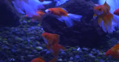 Goldfishes, Carassius Auratus, Taşlı Alt, Hava Kabarcıklar at